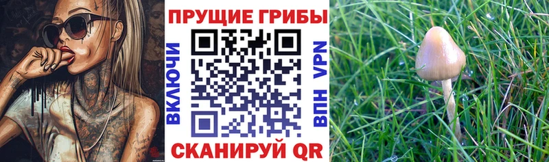 Псилоцибиновые грибы Psilocybine cubensis  наркошоп  Полысаево 